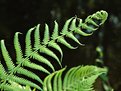 Picture Title - Maiden Fern