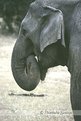 Picture Title - Elephant - YALA, Sri Lanka