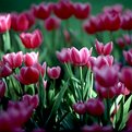 Picture Title - blooming tulips 2