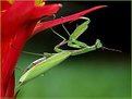 Picture Title - praying mantis