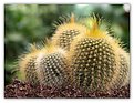 Picture Title - Cute cacti