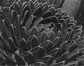 Picture Title - Agave victoriae-reginae