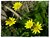 'wild daisies at the great swamp'