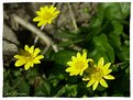 Picture Title - 'wild daisies at the great swamp'