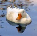 Picture Title - Mirrored Duck