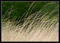 Picture Title - Grass and Wind