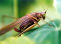 Picture Title - Grasshopper