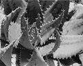 Picture Title - Aloe side angle