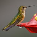 Picture Title - Female Rufous Hummingbird at Rest