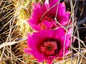 Picture Title - Evening Blooms