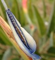 Picture Title - Bird of paradise particular