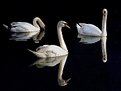 Picture Title - Swans
