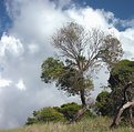 Picture Title - Coastal tree