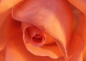 Picture Title - Peach Rose #2