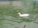 Picture Title - duck