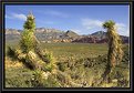 Picture Title - Mojave the desert