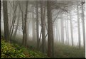 Picture Title - Foggy Trees