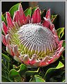 Picture Title - King Protea