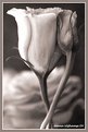 Picture Title - Ecstasy of love....