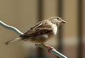 Picture Title - Street Sparrow