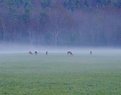 Picture Title - Deer in Cades Cove