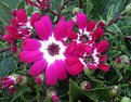 Picture Title - Cineraria