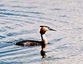 Picture Title - Great Crested Greeb