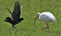 Picture Title - Food Fight!