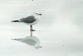 Picture Title - Gull reflection