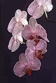 Picture Title - Phalaenopsis Parade