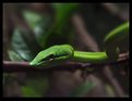 Picture Title - Slithering