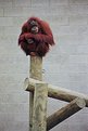 Picture Title - Orangutan on a Stick