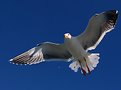 Picture Title - Flying Seagull