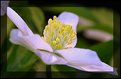 Picture Title - Anemone Sylvestris 