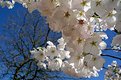 Picture Title - Spring Blooms