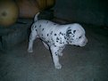 Picture Title - dalmata baby