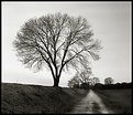 Picture Title - lonely tree
