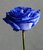 Blue Rose