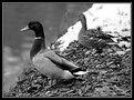 Picture Title - Ducks in winter