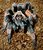 Brachypelma emilia