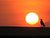 sunset bird