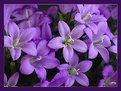 Picture Title - Purple flowers