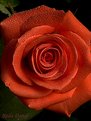 Picture Title - Another rose