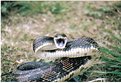 Picture Title - Black Kingsnake