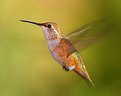 Picture Title - Yet Another Female Rufous Hummingbird