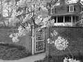 Picture Title - Gate with flowers, Black and White
