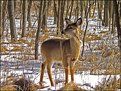 Picture Title - On Golden Deer