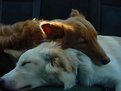 Picture Title - Two Dog-Tired Friends
