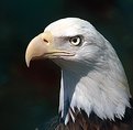 Picture Title - Eagle Eye