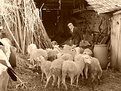 Picture Title - Shepherd...